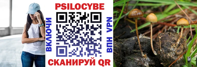 цена наркотик  Торопец  Псилоцибиновые грибы Psilocybe 
